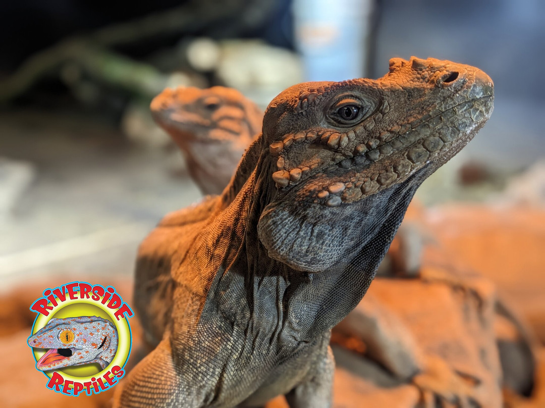 Riverside Reptiles Education Center