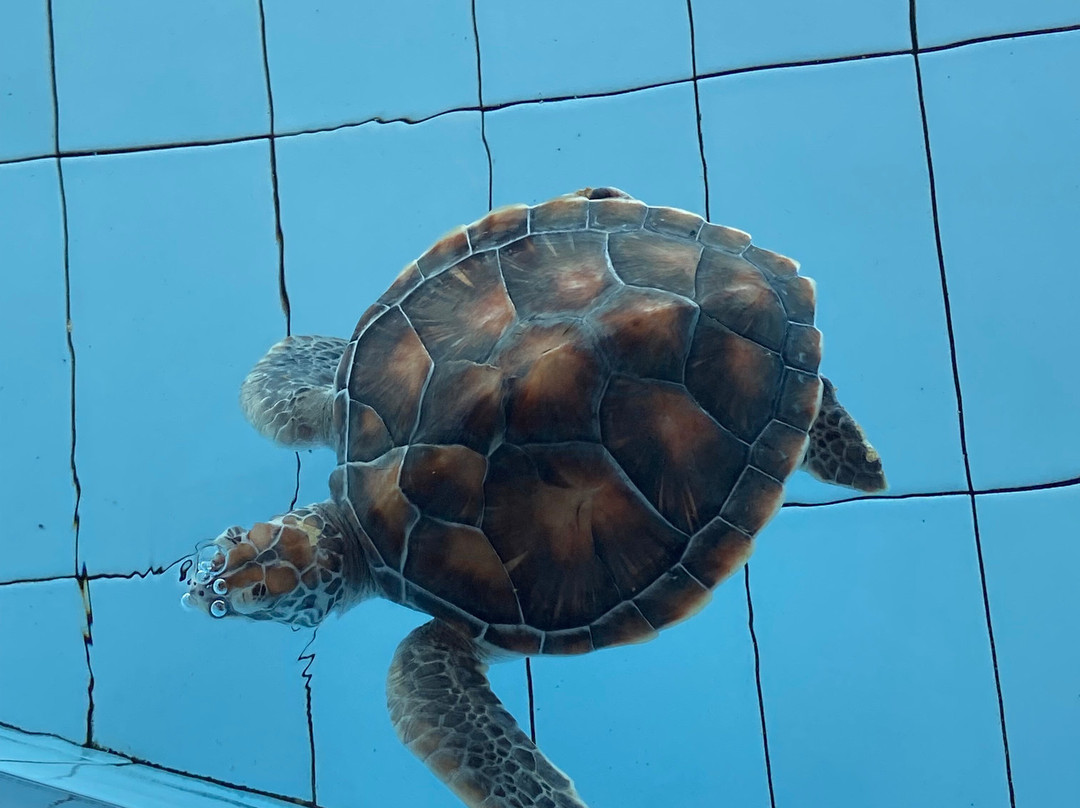 Sea Turtle Village-沙努尔必去景点