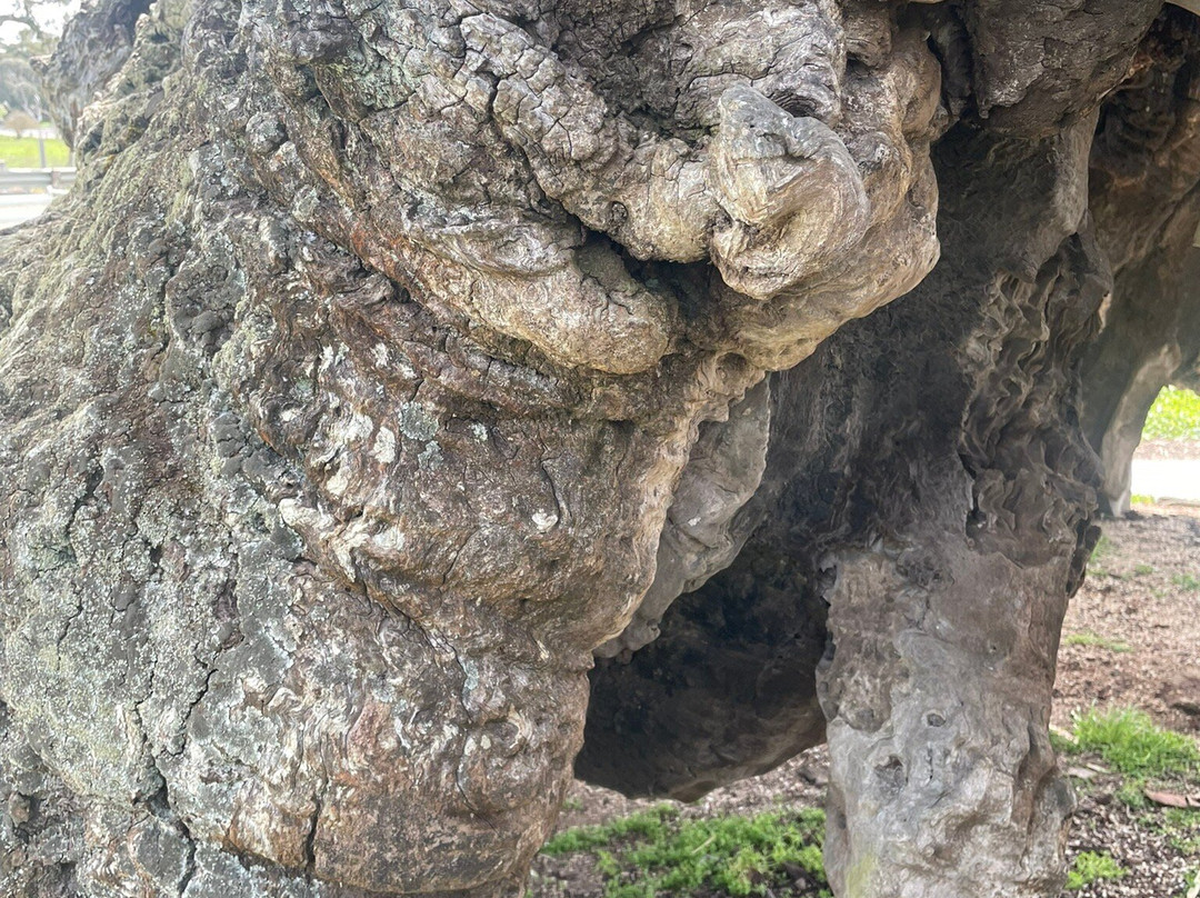The Herbig Family Tree-Springton必去景点