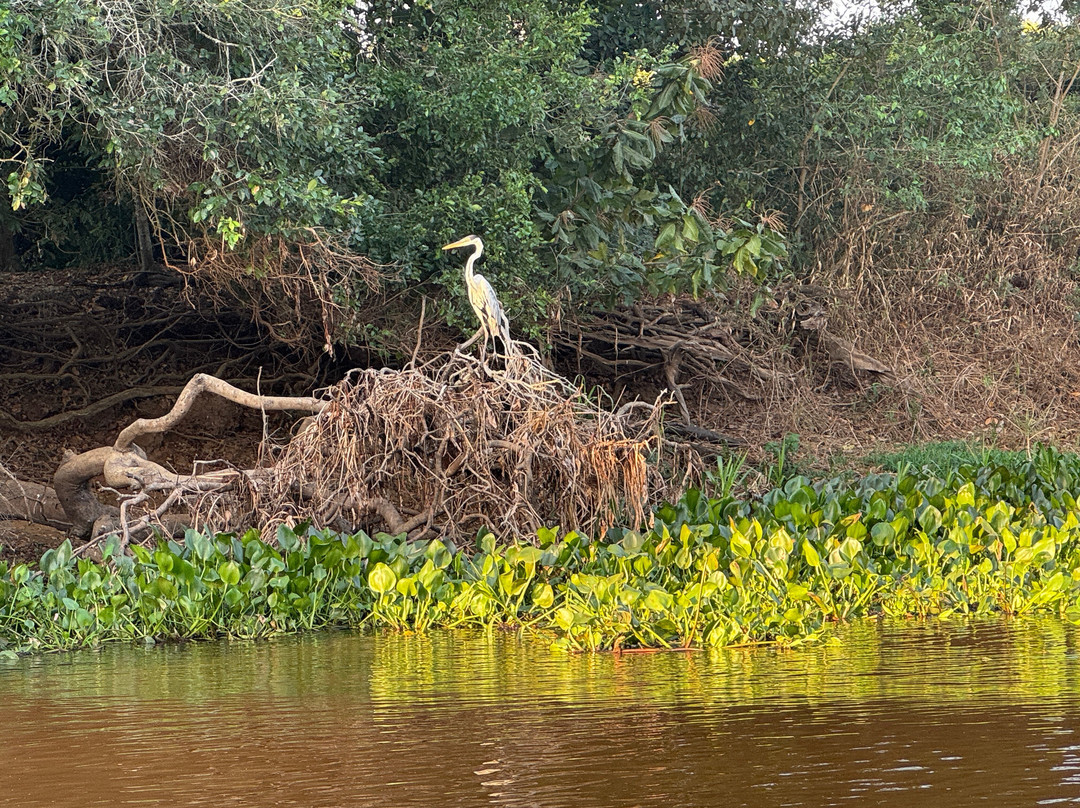 Pantanal Jaguar Safaris-Chapada dos Guimaraes必去景点