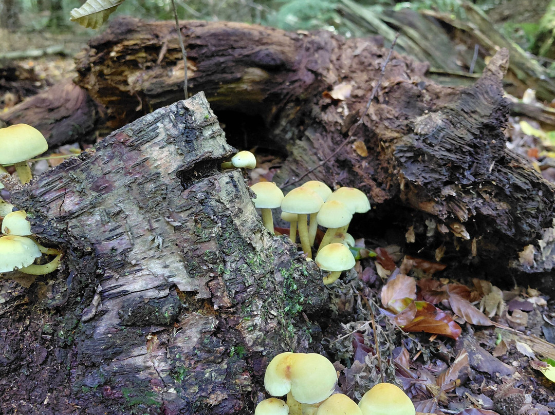Limpsfield Common-Oxted必去景点