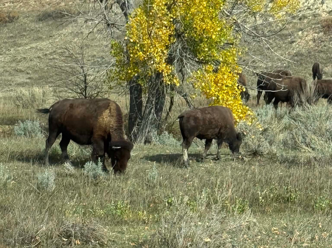 Theodore Roosevelt National Park-Medora必去景点