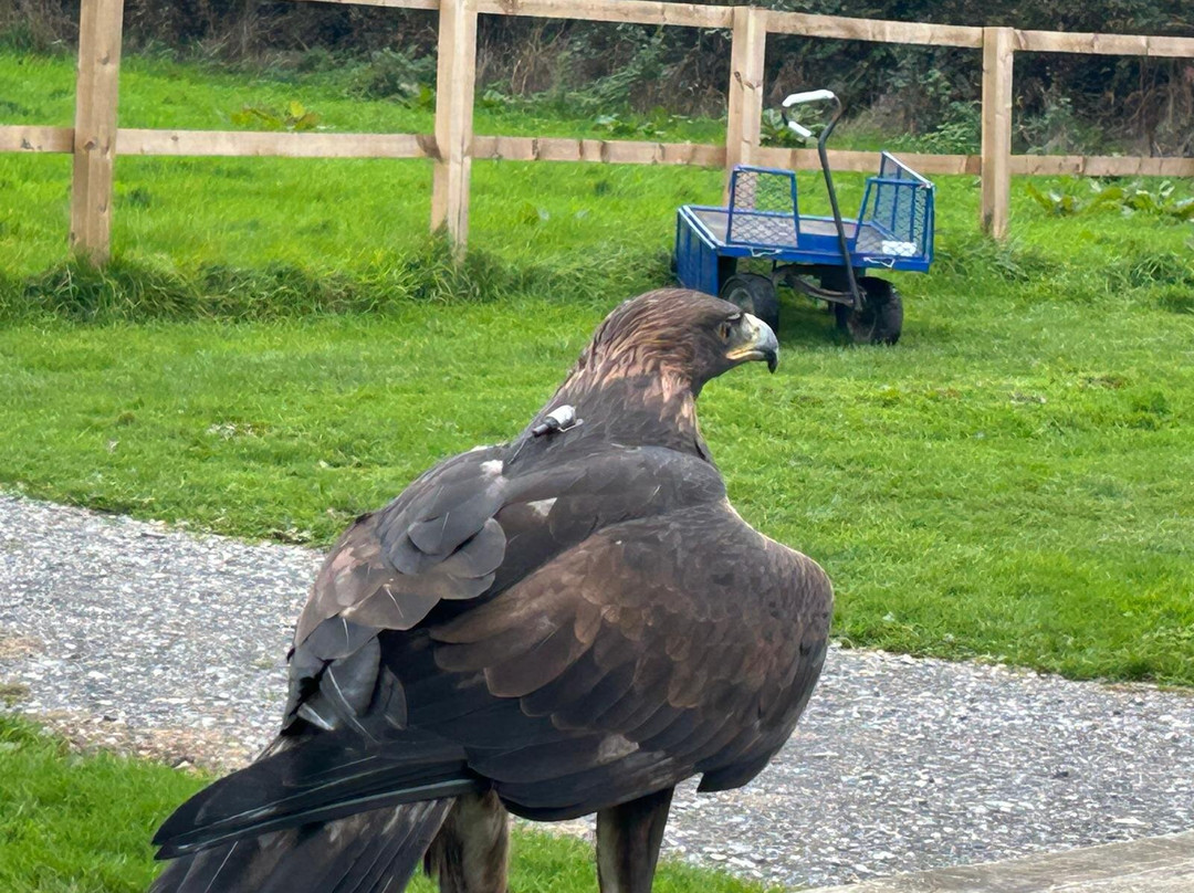 The British Bird of Prey Centre-喀麦登必去景点
