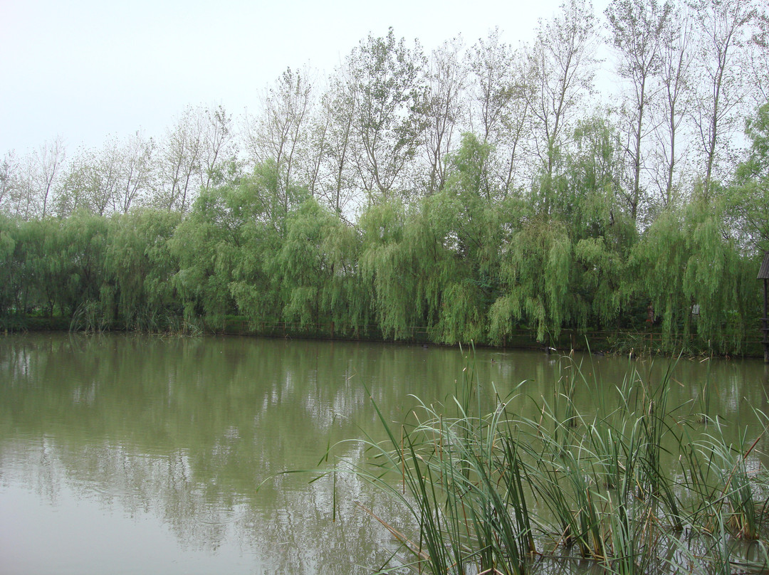 溱湖景点图片