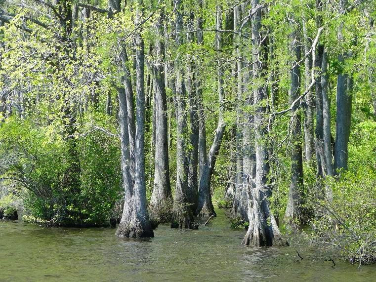 Great Dismal Swamp National Wildlife Refuge景点图片