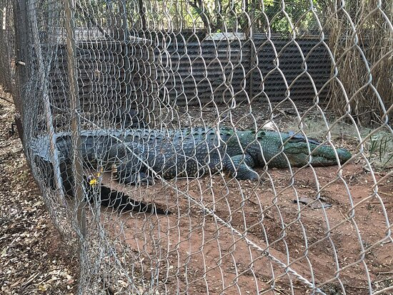 Malcolm Douglas Broome Crocodile Park景点图片