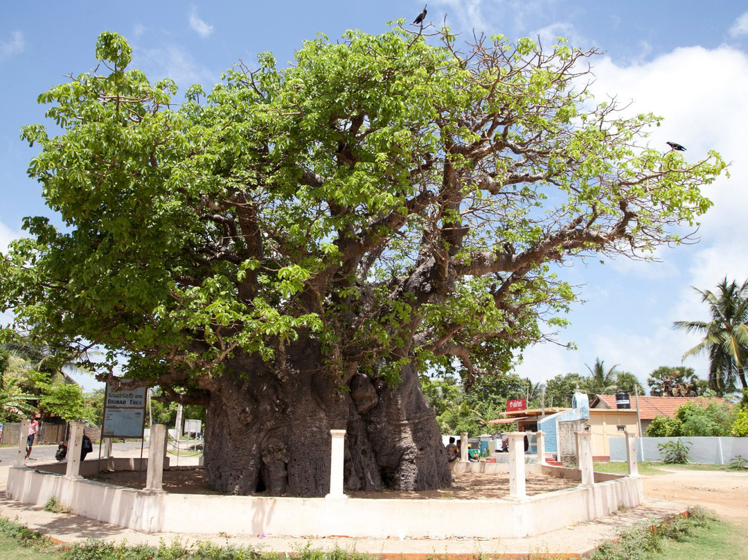 Baobab Tree景点图片