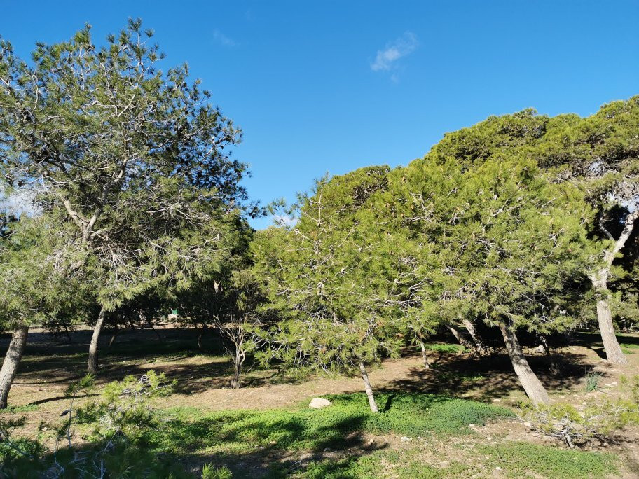 Pinares de Rostrogordo-梅利利亚必去景点