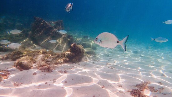 Acqua Life Dive Center-Calas de Majorca必去景点