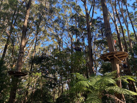 Treetops Adventure Coffs Harbour-科夫斯港必去景点