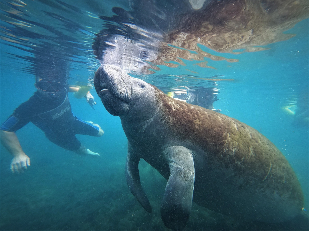 佛罗里达海豚之旅-奥兰多必去景点