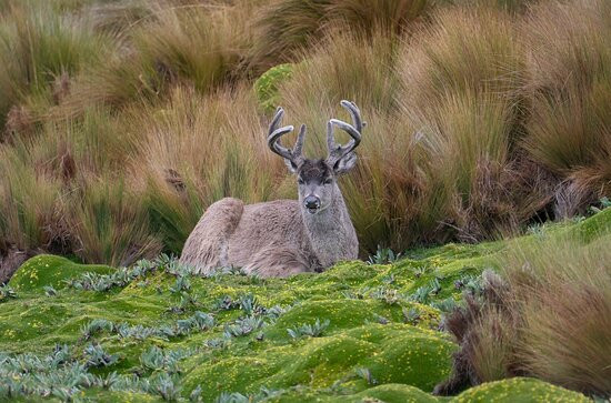 Antisana Ecological Reserve-Napo Province必去景点