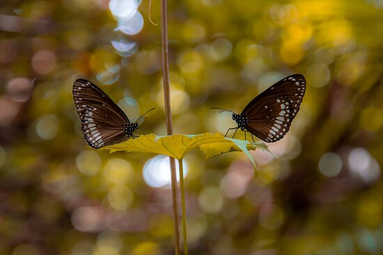 Govardhan EcoVillage主图