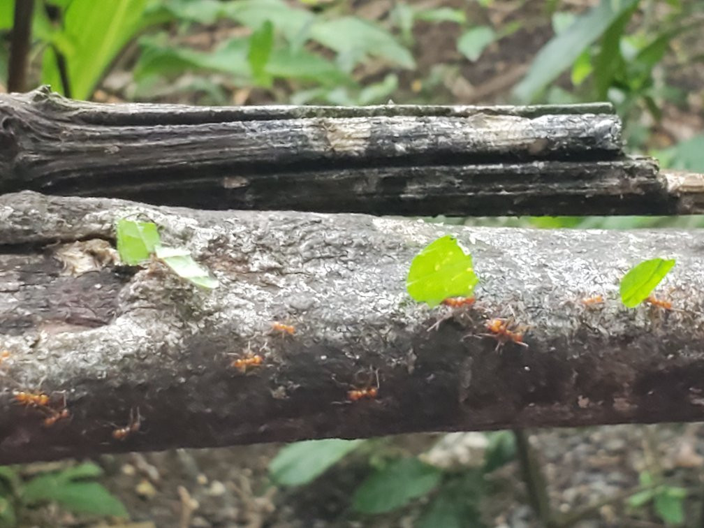 Butterfly Garden at Selvatura Park景点图片