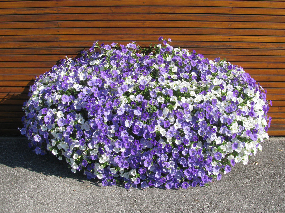 巴恩霍夫裴森赫佐格酒店主图