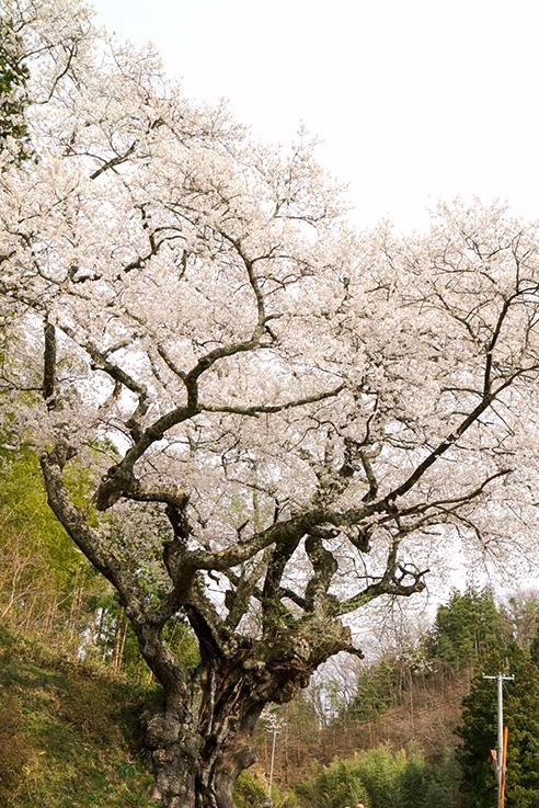 Momozen Cherry Blossom景点图片