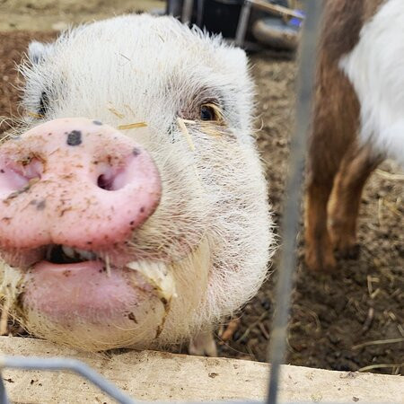 Massanutten Country Corner-卢雷必去景点