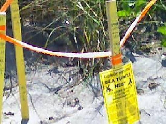 Turtle Beach-西耶斯塔岛必去景点