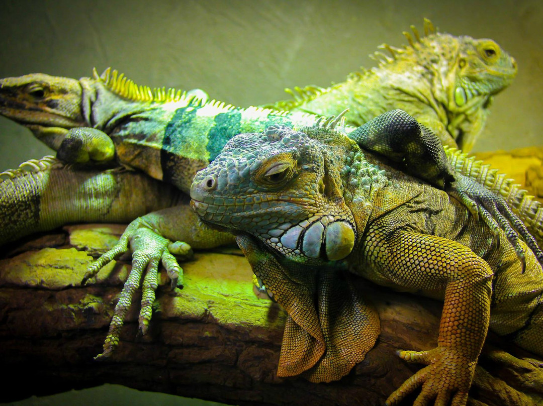 Reptilia Zoo and Education Centre Vaughan景点图片