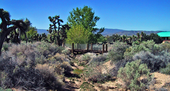 Prime Desert Woodland Preserve