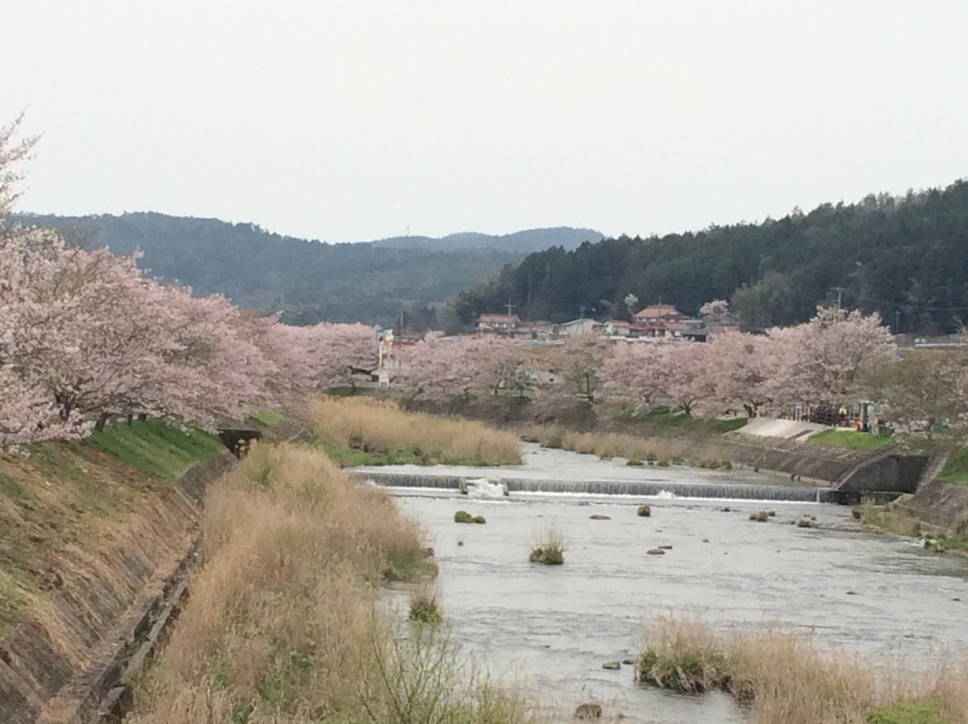 Mihara River Sembon Zakura景点图片