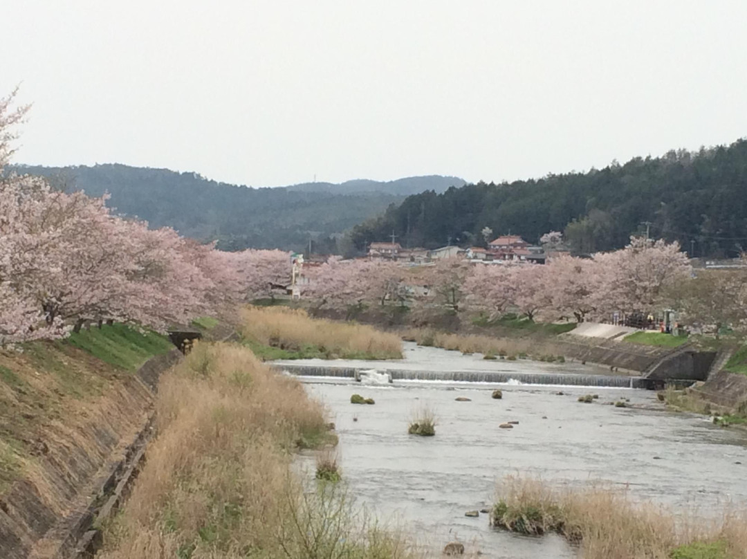 Mihara River Sembon Zakura