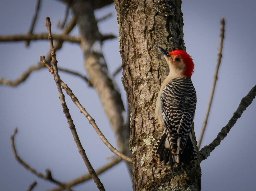 Bucks County Audubon Society At Honey Hollow景点图片