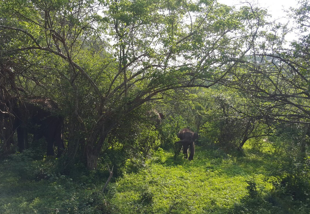 Nehansa Resort And Safari主图