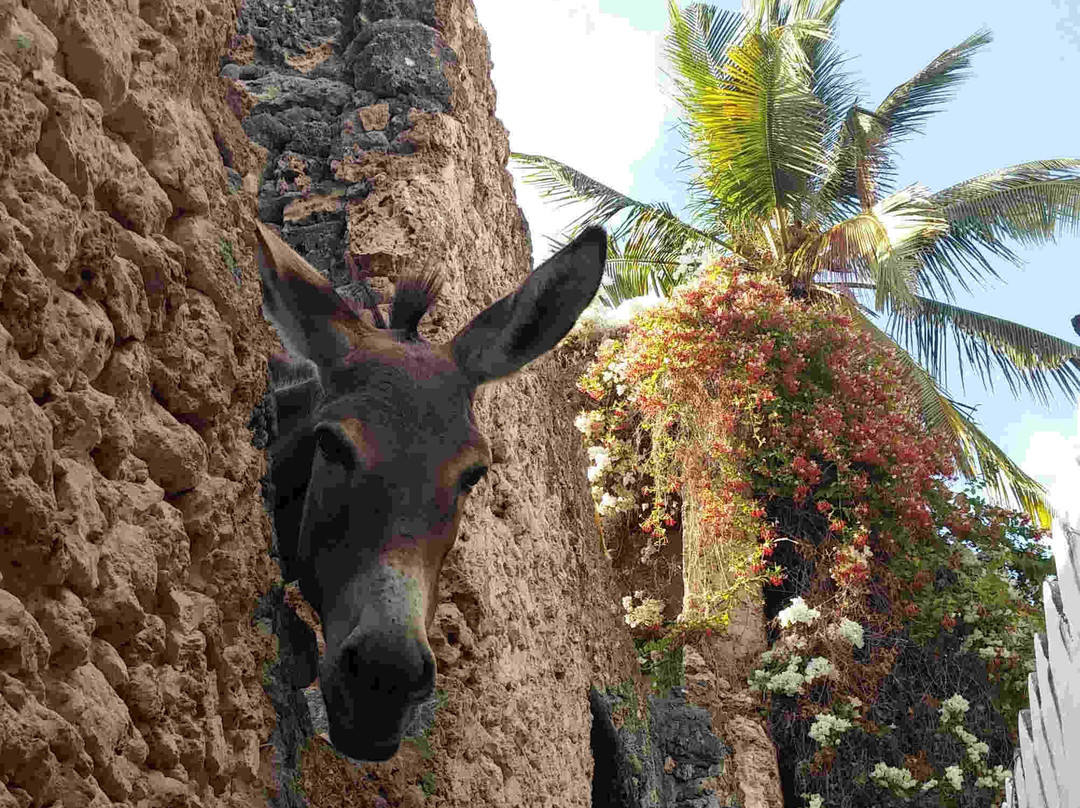 Lamu Mysteries-拉穆岛必去景点