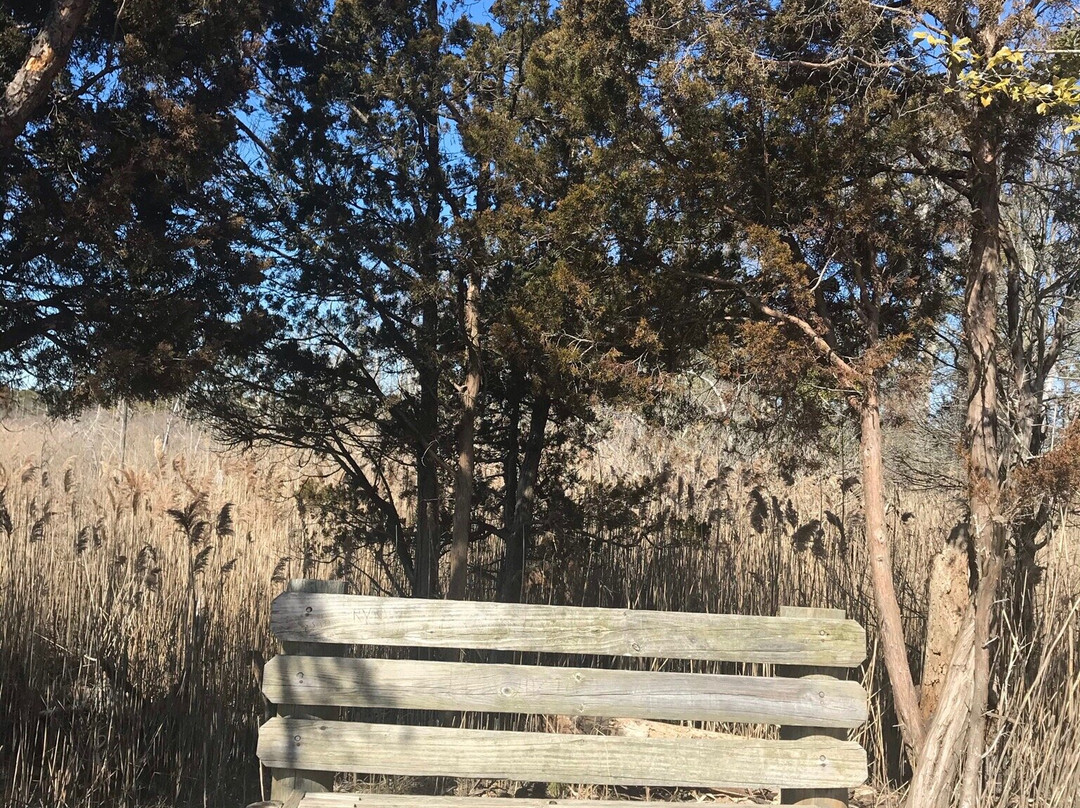 Cattus Island County Park景点图片