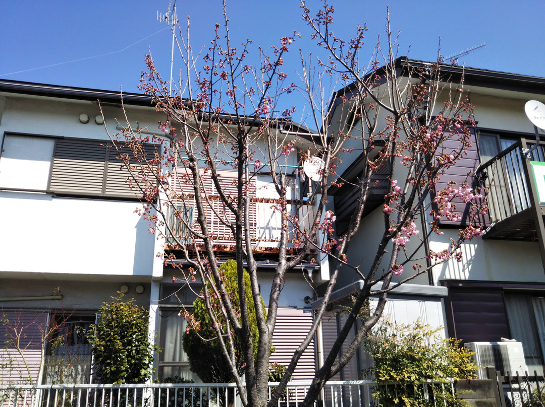 Sagamigaoka Nakayoshi Komichi Sakura Hyakka no Michi-座间市必去景点