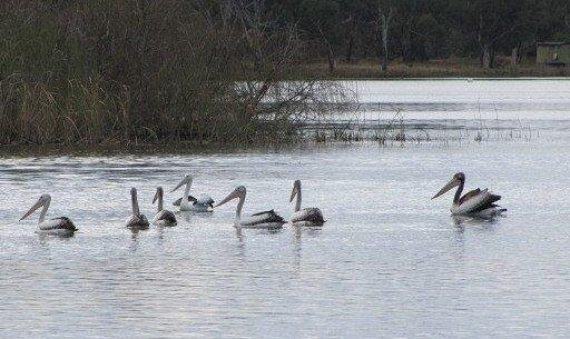 Lachlan Way Motel主图