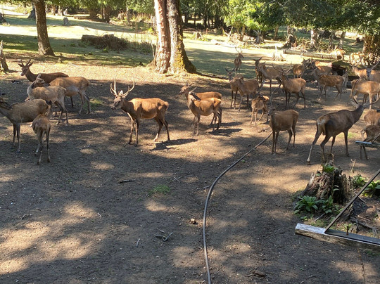 Turismo Florencia-普孔必去景点