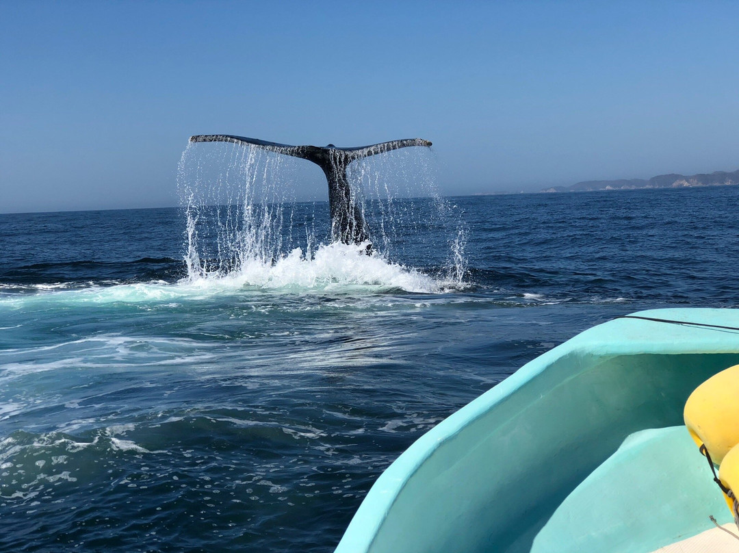 White Shark Sport Fishing & Tours景点图片