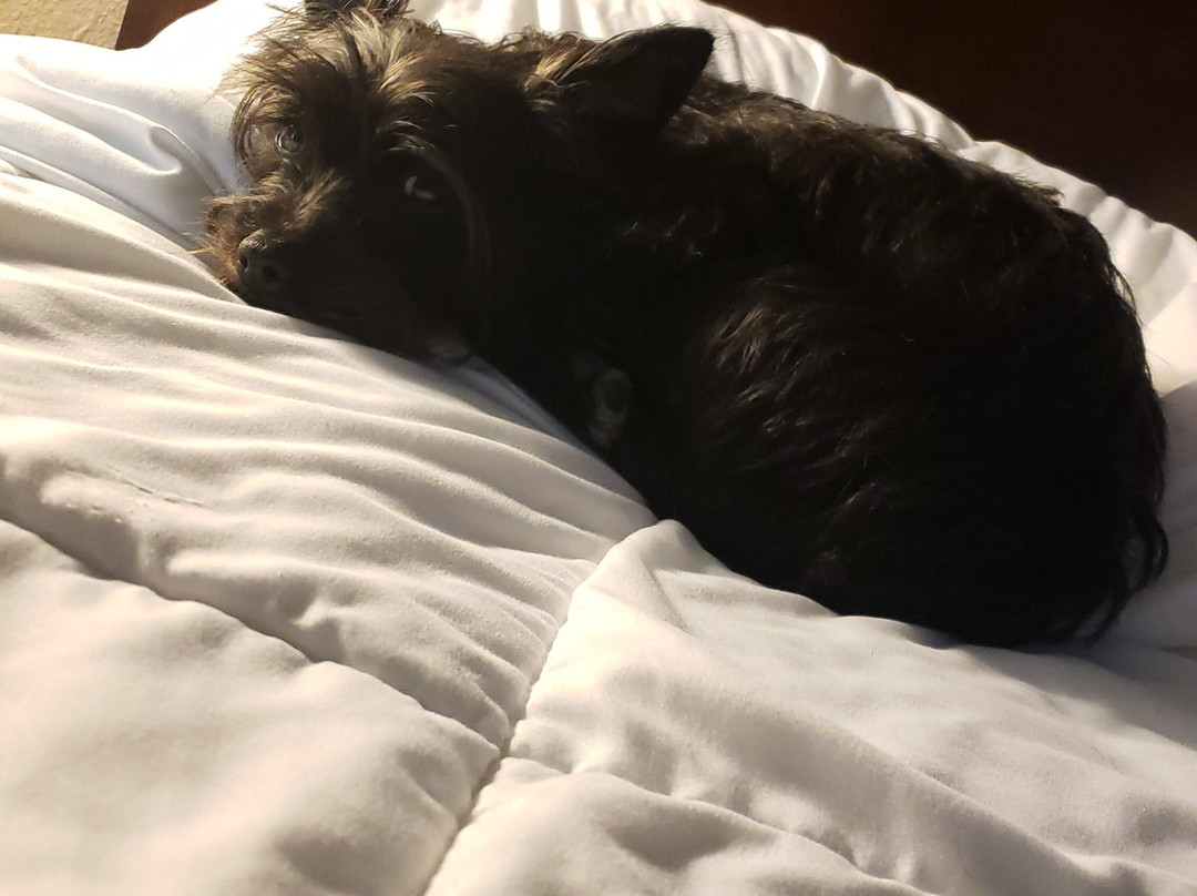 Quality Inn & Suites Kennewick Tri-Cities主图