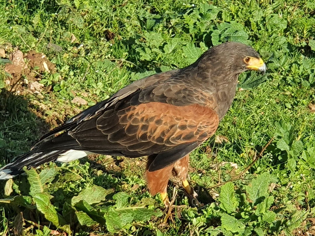 Feadon Wildlife Centre-雷德鲁思必去景点