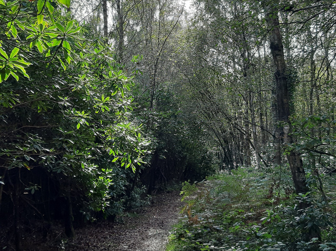 Peatlands Park景点图片