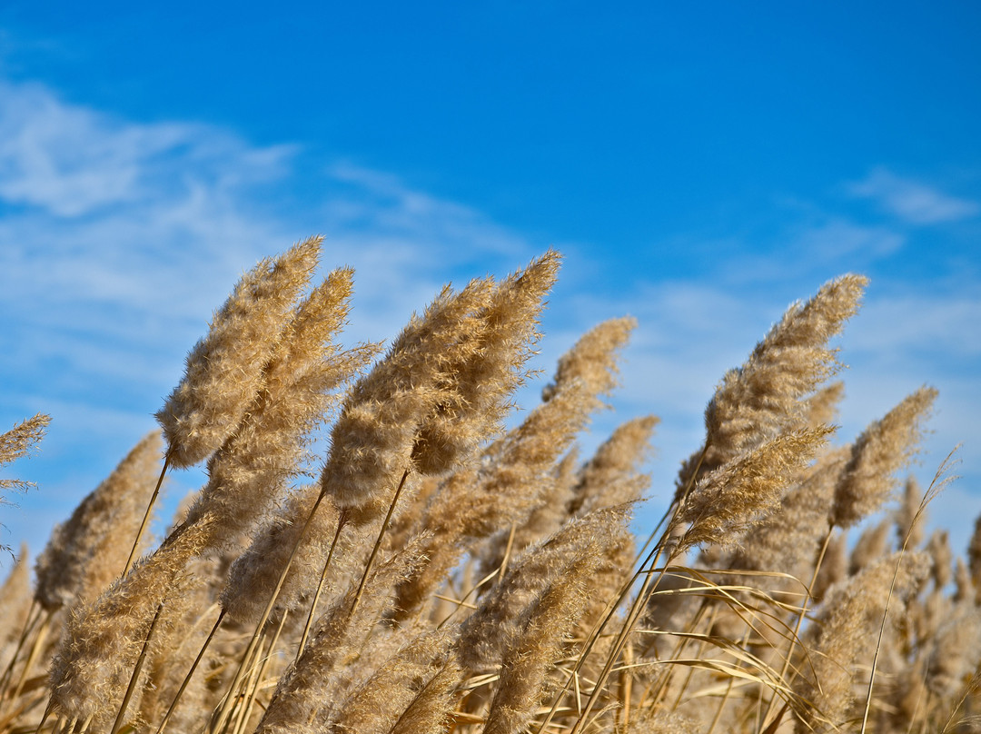 居延海-额济纳旗必去景点