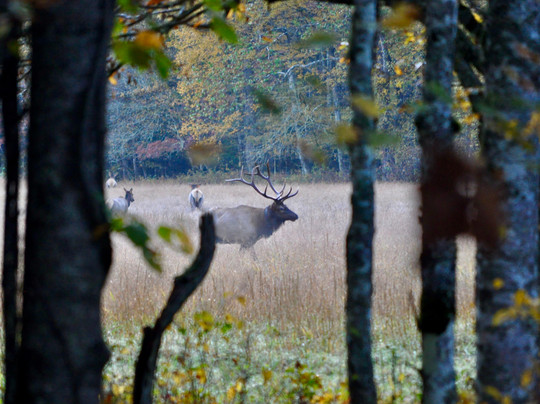 Cataloochee Valley Tours-韦恩斯维尔必去景点