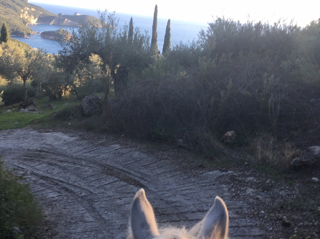 Island Horses-Paleokastritsa必去景点