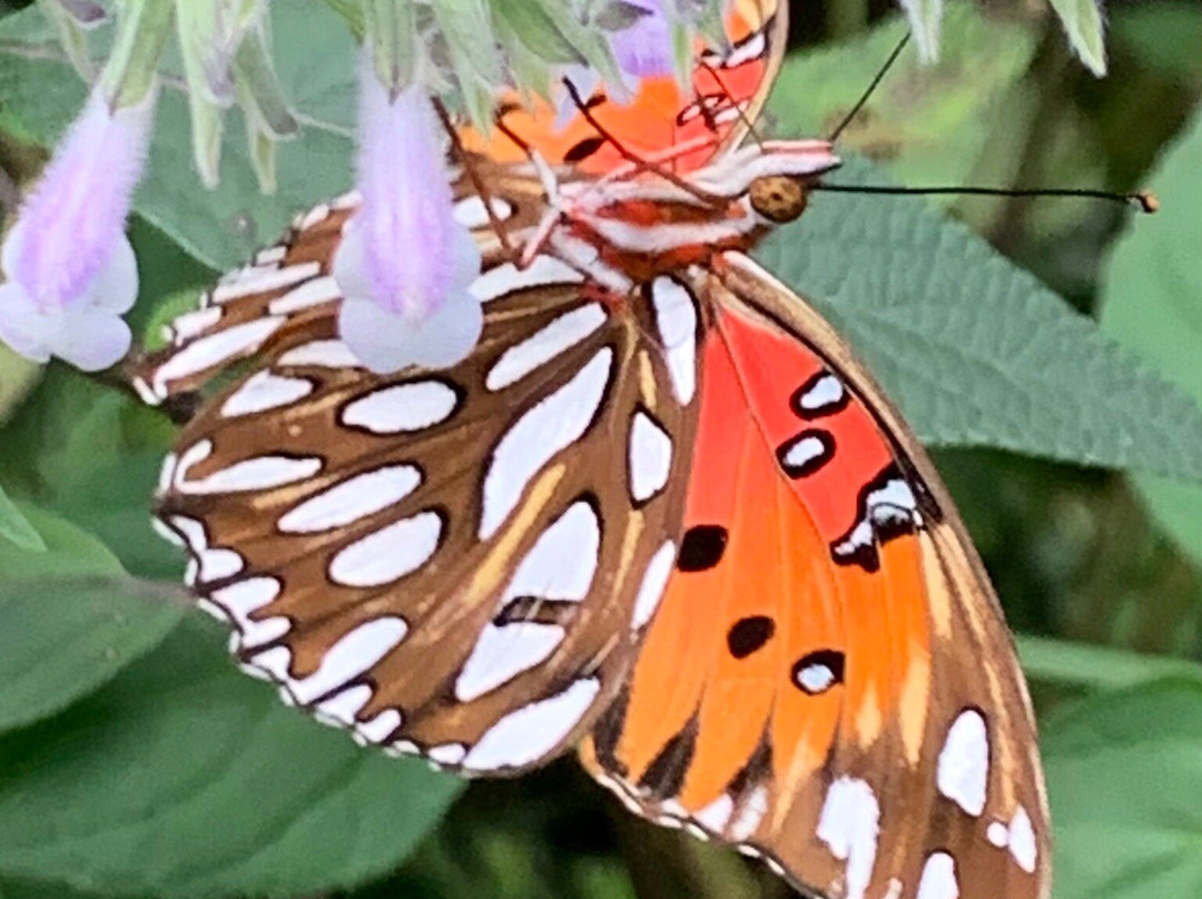 蝴蝶热带雨林-盖恩斯维尔必去景点