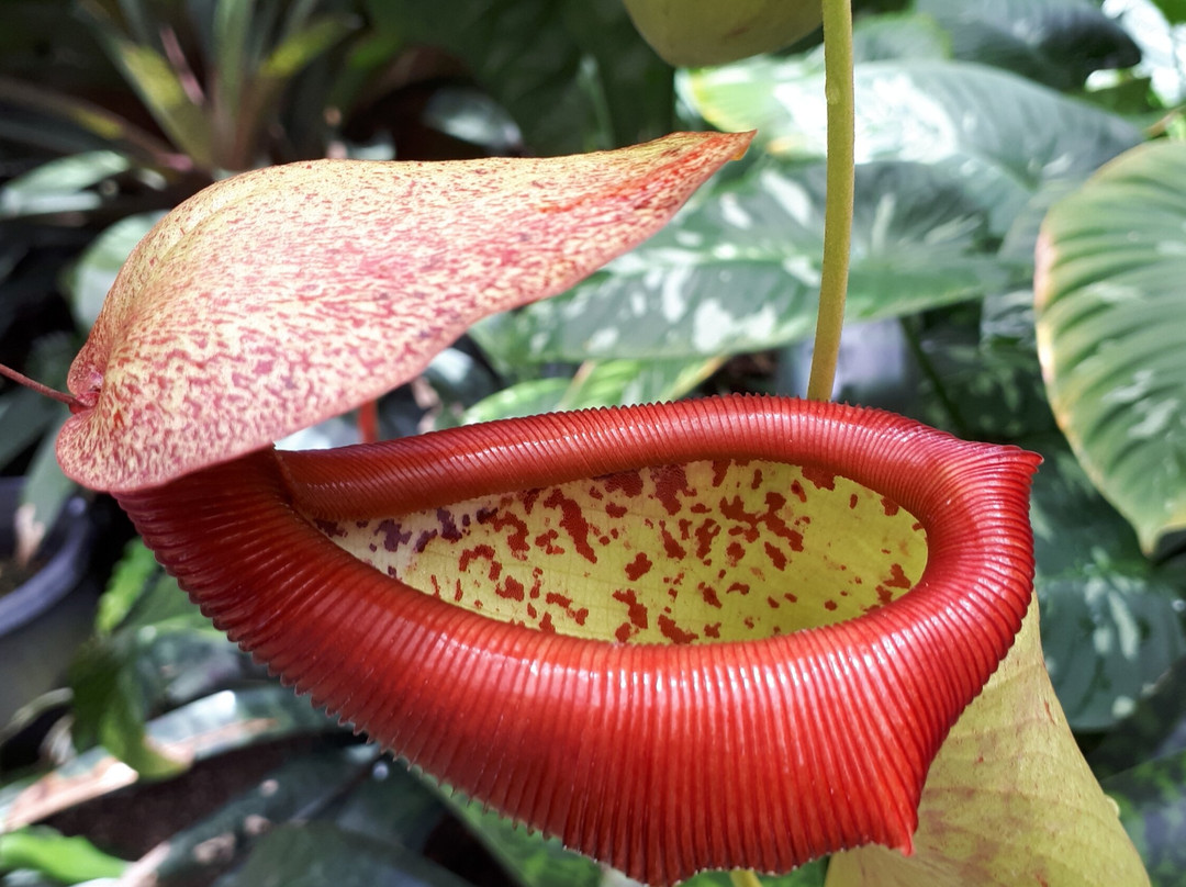Cairns Botanical Gardens-凯恩斯地区必去景点