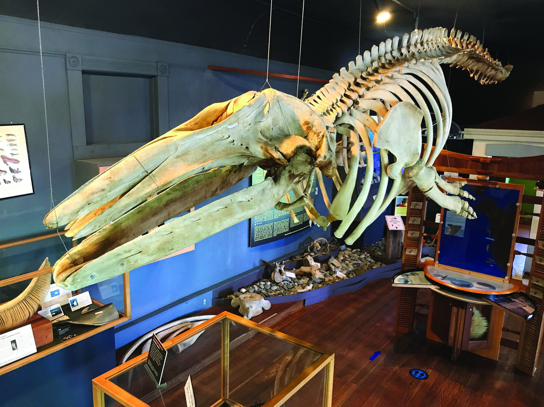 The Whale Museum景点图片