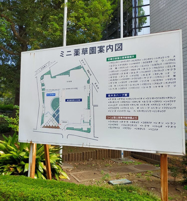 National Medicinal Herb Garden Trace-春日部市必去景点
