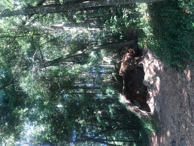 Finca de O Frendoal景点图片