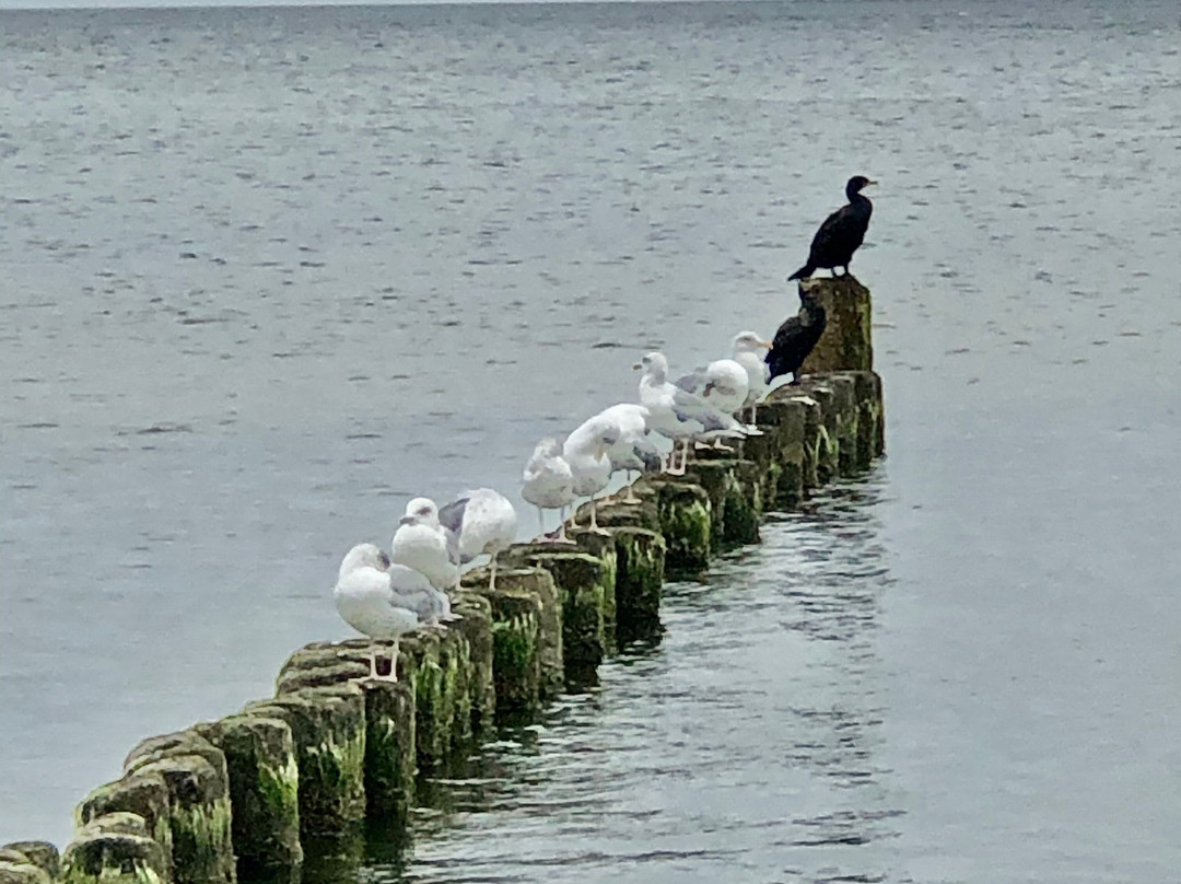 Seebrücke Heringsdorf景点图片