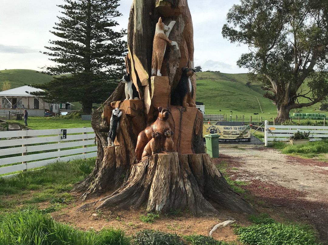 Toora Dog Tree-Toora必去景点