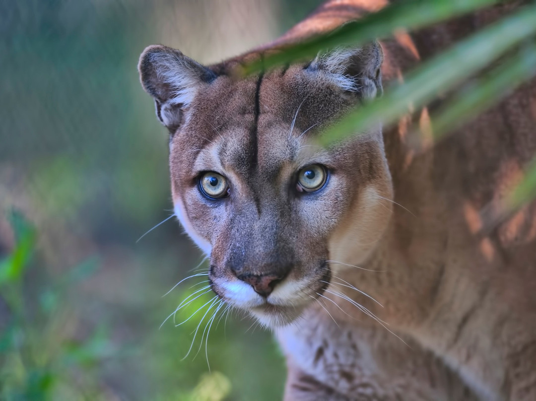 Zoo Parc des félins, les Trois Vallées-Montredon-Labessonnie必去景点