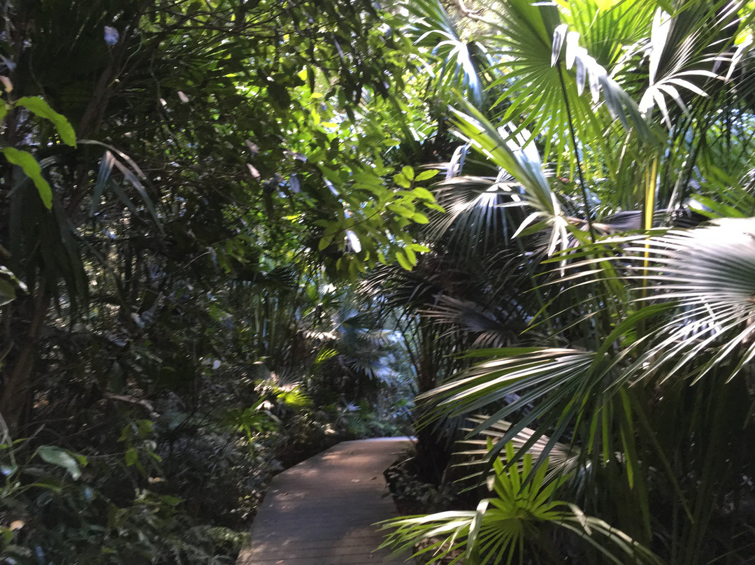 Minnamurra Rain Forest Centre景点图片