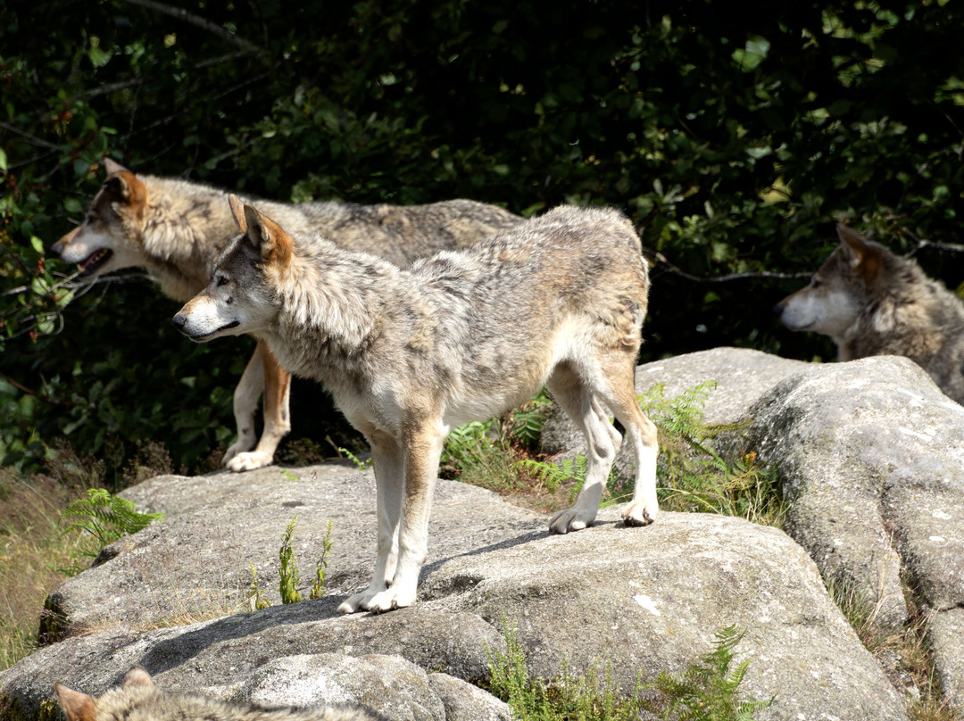 Loups de Chabrières景点图片